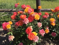 Gorgeous roses in the vineyards